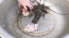 农家大妹子用土办法挂大海虾钓鱼，钩钩不空，钓获满满