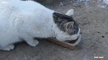 流浪狗看到小野猫有吃的 也主动过来卖萌讨要吃的
