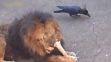 狮子啃骨头啃的太认真了，小鸟在它尾巴上薅毛都不知道