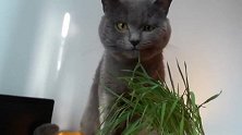 大过年的，猫咪大鱼大肉有点吃腻了，它想吃点素的