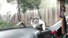 狸花猫怕雨刷刮到耳朵，下一秒猫咪全身都是戏，太好笑了！