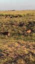 乔贝国家公园的羚羊