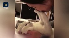 萌翻了！拒绝和主人亲亲的猫咪