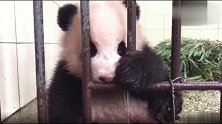 胖大海再困也要给奶妈的演唱会捧场，真懂事