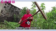 胖妹搞啥小动作，一上午活也不干在那瞎忙活，被奶奶说一顿