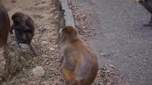 猴子宝宝睁着恳求的眼神，想让别人帮它找猴妈妈