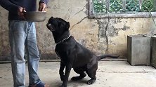 大型猛犬卡斯罗吃鸡架，小黑这体型越来越大了，看起来挺吓人！