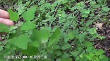 小时候当做小皮鞭玩的野草，却有药用价值，你认识吗？