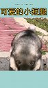 胖嘟嘟小狗狗就这么高也下不来吼吼吼叫可爱死了
