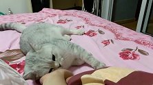 哎喂！叫你“把手给我”，不是把你的大脸放我手上啊，傻猫