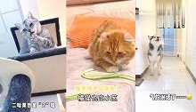 搞笑剧情：猫狗情谊，这配音也是绝了，肚子快笑爆了