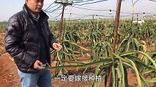 土豪燕窝果出名贵又好吃，想知怎样种植燕窝果更易成功吗？