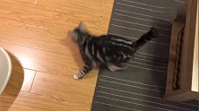 猫咪只有在激光灯的面前，才会显示出老虎般的速度