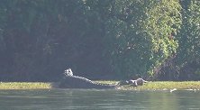 赞比亚一大胆水獭攻击鳄鱼，连续咬其尾巴