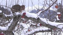 猫行天下，苹果树上的两只猫咪，以雪来代替水来补充水分