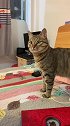 猫：这铲屎的话真多，都听烦了！