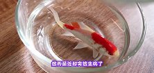 闹绝食的小鱼，小伙用牙签扒开鱼嘴看的画面，让他不敢相信