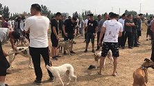 训练场上看到豪横狗，气质拿捏的恰到好处，结局让人意想不到