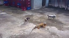 鬣蜥对战两条狗，尾巴甩起来，狗狗也只有挨揍的份！