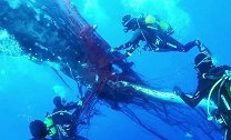 西班牙：一12米长座头鲸被非法漂网困住，潜水员下海将其救出