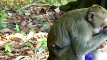 丽扎把猴姐当成了妈妈，想喝奶又没有奶水，可怜的家伙