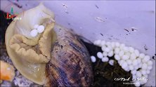 第一次见蜗牛下蛋！蛋原来是从“脖子”出来的