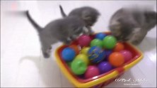 “海洋球”是小奶猫的最爱，玩上了，就不撒手
