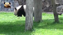 熊猫小不点儿在草地上悠然自得地走猫步，凹造型，萌得冒泡