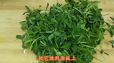 春天到了，农村到处都是苜蓿菜，这样做，活血养血，疏通血管
