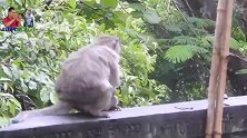 猴妈正在打孩子，姨妈来了抱着就跑，有趣