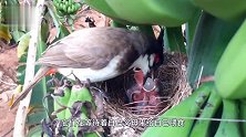小鸟以为是妈妈来喂食，期待地张开嘴，没想到却是悲剧的开始！