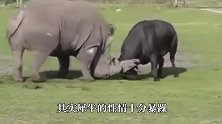 5吨重犀牛挑战大象，想给大象来个下马威，镜头拍下全过程