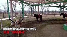 野生动物园出现“旋转真马” 游客直呼太残忍