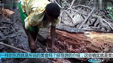男子在泰国尝到枯树中的特色美食初次看到这美食的人脸都绿了