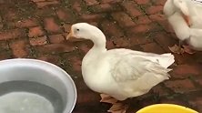 大鹅差点被一盆水淹死，你不是水里的吗，太给自己祖宗丢人了！