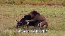 斑马救子心切，上去就是将狮子一顿狂揍，镜头记录精彩瞬间
