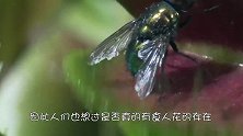 这种叫“食羊树”的植物，路过的羊儿无一幸免，牧民发现立刻烧毁