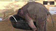 小象在浴缸里戏水，大象妈妈很生气，这样教训它！