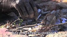 游客扔给猴子一个朝天椒，猴子咬了一口生无可恋，镜头拍下全过程