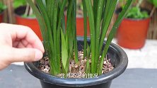 墨兰为了避免僵苗，盆里撒几粒“缓释肥”，能让新芽茁壮成长