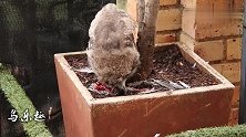 猫头鹰怎么吃一只鸽子？心疼鸽子3秒钟，太可怜了