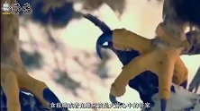 展翅后体长可达3.2米，这种鸟才是世界最大鸟，寿命长达几十岁