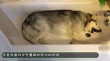 哈士奇拆家，主人一怒之下买了两斤螃蟹给它，下一秒请憋住不要笑
