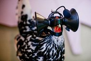 3个VR眼镜的创意应用，第3个给鸡佩戴，能让鸡肉更好吃