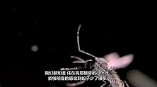 雨滴比蚊子重很多，为啥蚊子不会被雨滴砸死？看完终于知道了