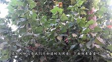 农村的构树是个宝，作用真是厉害了，现在了解还不晚
