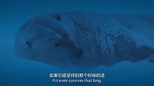 北极熊生存有多难？极昼时间还要捕猎，不然活不了