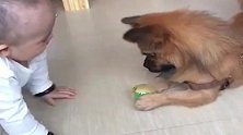 小狗一见到一岁的儿子，这一人一狗，就抢起了玩具，看完不许笑