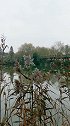 风吹芦花朵朵摇。宛如片片白雪飘。