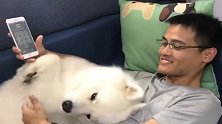 主人的手机偏偏独宠萨摩耶的脸蛋，萨摩耶：我能说啥！